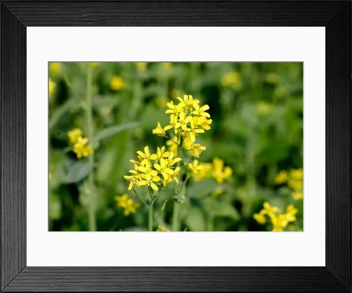 Framed Print : Manikganj, Bangladesh - January 01, 2023: The mustard field at Singair in Manikganj Framed Print : Manikganj, Bangladesh - January 01, 2023: The mustard field at Singair in Manikganj