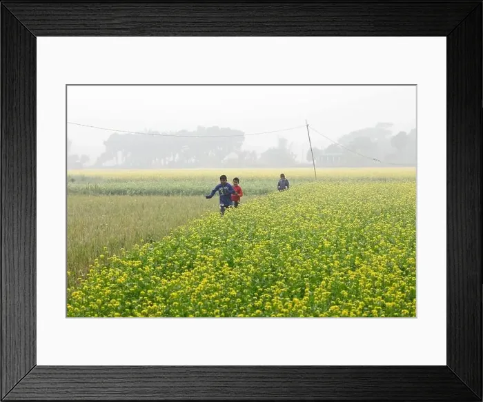 Framed Print : Manikganj, Bangladesh - January 01, 2023: The mustard field at Singair in Manikganj Framed Print : Manikganj, Bangladesh - January 01, 2023: The mustard field at Singair in Manikganj