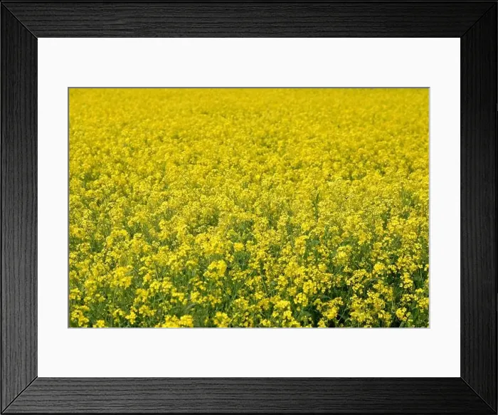 Framed Print : Manikganj, Bangladesh - January 01, 2023: The mustard field at Singair in Manikganj Framed Print : Manikganj, Bangladesh - January 01, 2023: The mustard field at Singair in Manikganj