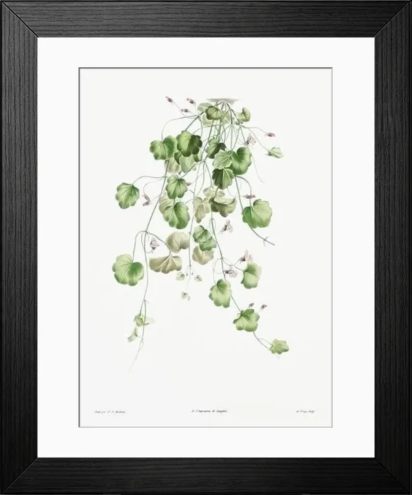 Framed Print : Vintage botanical illustration. 19th-century botanical art depicting the physiology of plants and flowers. Circa 1805 Framed Print : Vintage botanical illustration. 19th-century botanical art depicting the physiology of plants and flowers. Circa 1805