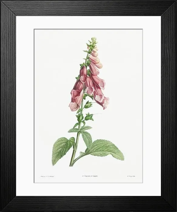Framed Print : Vintage botanical illustration. 19th-century botanical art depicting the physiology of plants and flowers. Circa 1805 Framed Print : Vintage botanical illustration. 19th-century botanical art depicting the physiology of plants and flowers. Circa 1805