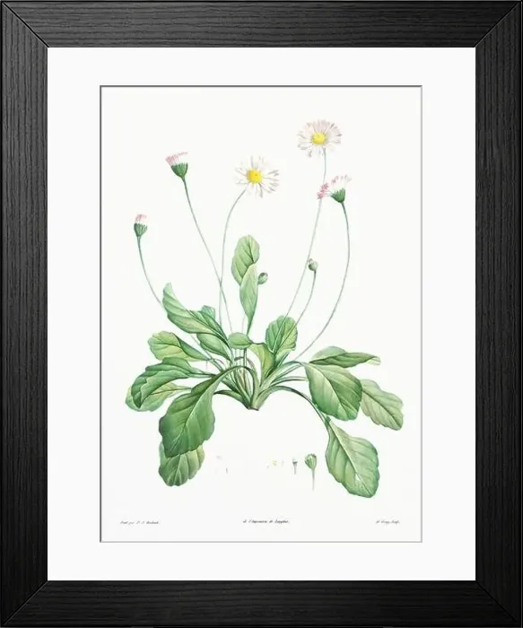 Framed Print : Vintage botanical illustration. 19th-century botanical art depicting the physiology of plants and flowers. Circa 1805 Framed Print : Vintage botanical illustration. 19th-century botanical art depicting the physiology of plants and flowers. Circa 1805