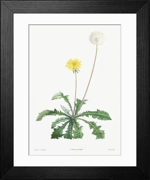 Framed Print : Vintage botanical illustration. 19th-century botanical art depicting the physiology of plants and flowers. Circa 1805 Framed Print : Vintage botanical illustration. 19th-century botanical art depicting the physiology of plants and flowers. Circa 1805