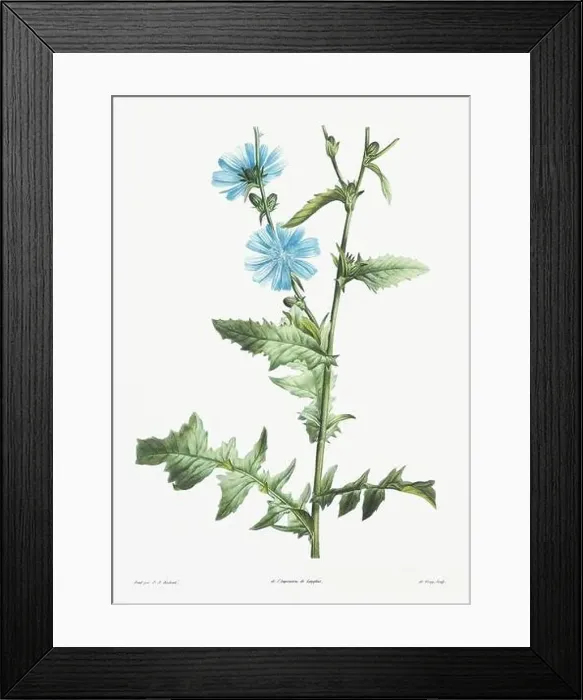 Framed Print : Vintage botanical illustration. 19th-century botanical art depicting the physiology of plants and flowers. Circa 1805 Framed Print : Vintage botanical illustration. 19th-century botanical art depicting the physiology of plants and flowers. Circa 1805