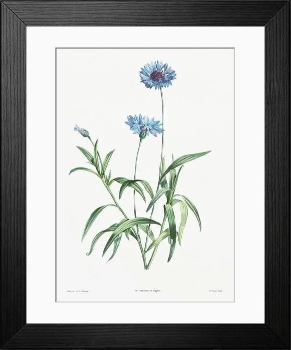 Framed Print : Vintage botanical illustration. 19th-century botanical art depicting the physiology of plants and flowers. Circa 1805 Framed Print : Vintage botanical illustration. 19th-century botanical art depicting the physiology of plants and flowers. Circa 1805