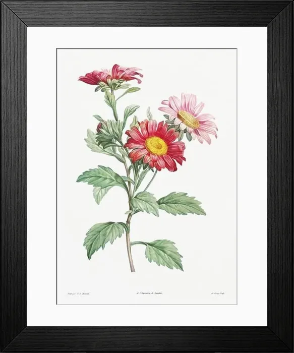 Framed Print : Vintage botanical illustration. 19th-century botanical art depicting the physiology of plants and flowers. Circa 1805 Framed Print : Vintage botanical illustration. 19th-century botanical art depicting the physiology of plants and flowers. Circa 1805