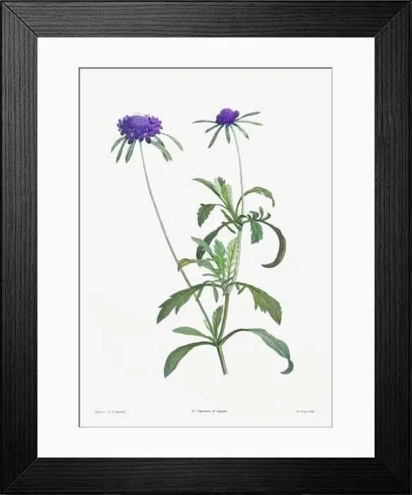 Framed Print : Vintage botanical illustration. 19th-century botanical art depicting the physiology of plants and flowers. Circa 1805 Framed Print : Vintage botanical illustration. 19th-century botanical art depicting the physiology of plants and flowers. Circa 1805
