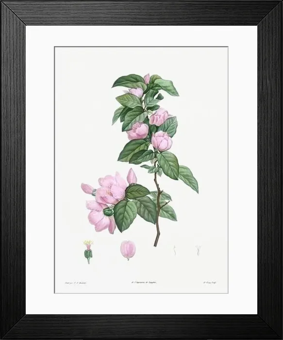 Framed Print : Vintage botanical illustration. 19th-century botanical art depicting the physiology of plants and flowers. Circa 1805 Framed Print : Vintage botanical illustration. 19th-century botanical art depicting the physiology of plants and flowers. Circa 1805