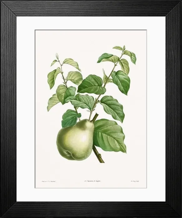 Framed Print : Vintage botanical illustration. 19th-century botanical art depicting the physiology of plants and flowers. Circa 1805 Framed Print : Vintage botanical illustration. 19th-century botanical art depicting the physiology of plants and flowers. Circa 1805