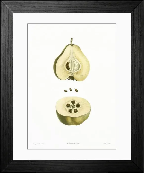 Framed Print : Vintage botanical illustration. 19th-century botanical art depicting the physiology of plants and flowers. Circa 1805 Framed Print : Vintage botanical illustration. 19th-century botanical art depicting the physiology of plants and flowers. Circa 1805