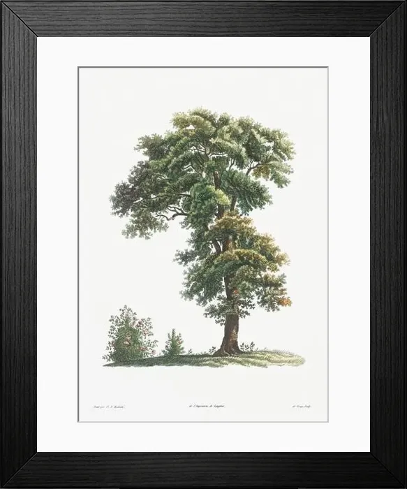Framed Print : Vintage botanical illustration. 19th-century botanical art depicting the physiology of plants and flowers. Circa 1805 Framed Print : Vintage botanical illustration. 19th-century botanical art depicting the physiology of plants and flowers. Circa 1805