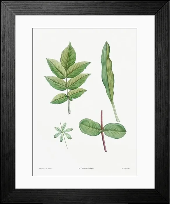 Framed Print : Vintage botanical illustration. 19th-century botanical art depicting the physiology of plants and flowers. Circa 1805 Framed Print : Vintage botanical illustration. 19th-century botanical art depicting the physiology of plants and flowers. Circa 1805