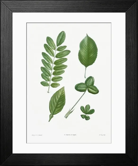 Framed Print : Vintage botanical illustration. 19th-century botanical art depicting the physiology of plants and flowers. Circa 1805