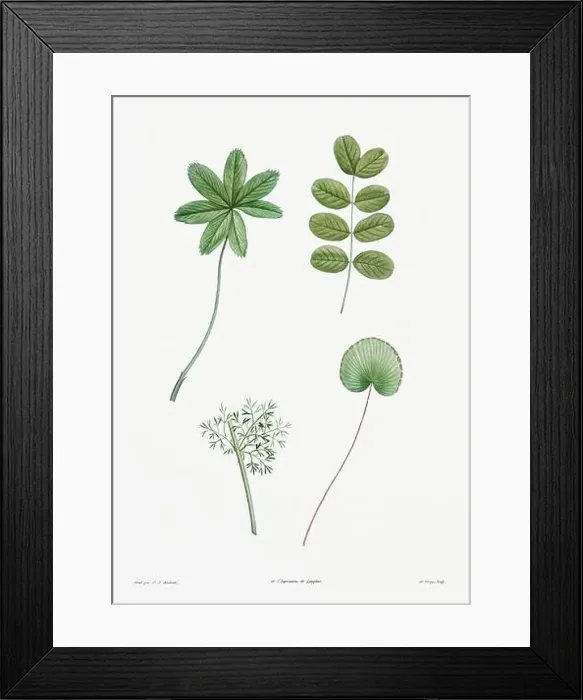 Framed Print : Vintage botanical illustration. 19th-century botanical art depicting the physiology of plants and flowers. Circa 1805 Framed Print : Vintage botanical illustration. 19th-century botanical art depicting the physiology of plants and flowers. Circa 1805