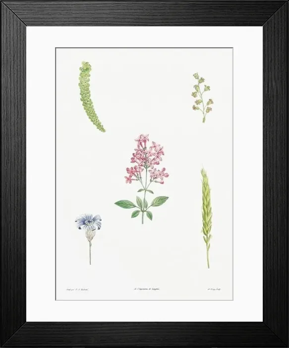 Framed Print : Vintage botanical illustration. 19th-century botanical art depicting the physiology of plants and flowers. Circa 1805 Framed Print : Vintage botanical illustration. 19th-century botanical art depicting the physiology of plants and flowers. Circa 1805