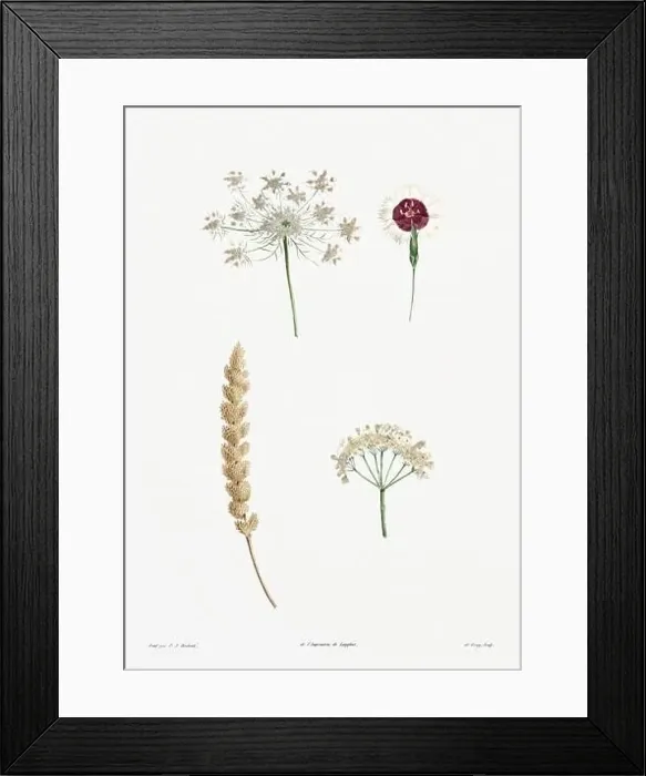 Framed Print : Vintage botanical illustration. 19th-century botanical art depicting the physiology of plants and flowers. Circa 1805 Framed Print : Vintage botanical illustration. 19th-century botanical art depicting the physiology of plants and flowers. Circa 1805