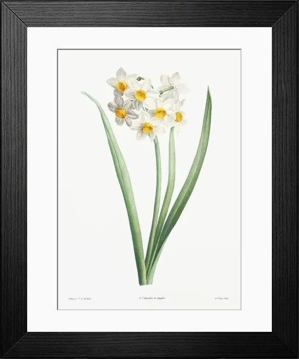 Framed Print : Vintage botanical illustration. 19th-century botanical art depicting the physiology of plants and flowers. Circa 1805 Framed Print : Vintage botanical illustration. 19th-century botanical art depicting the physiology of plants and flowers. Circa 1805