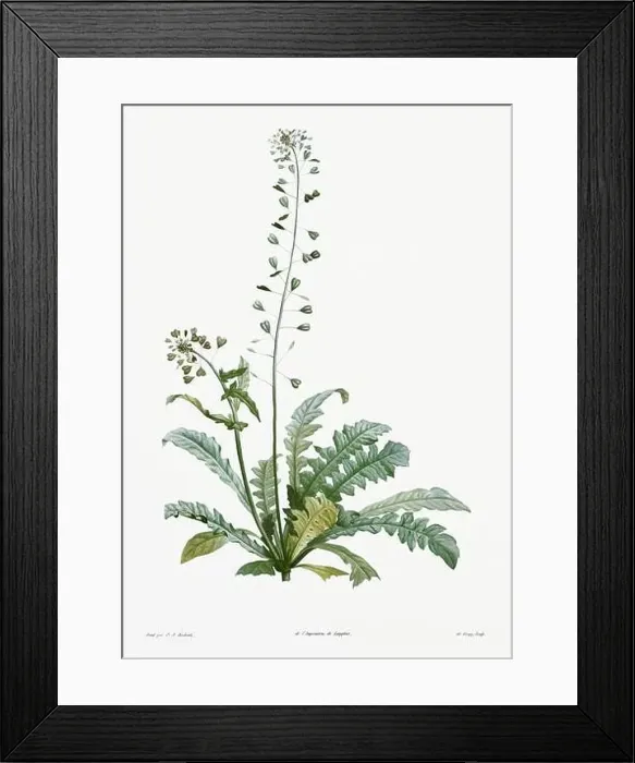 Framed Print : Vintage botanical illustration. 19th-century botanical art depicting the physiology of plants and flowers. Circa 1805 Framed Print : Vintage botanical illustration. 19th-century botanical art depicting the physiology of plants and flowers. Circa 1805
