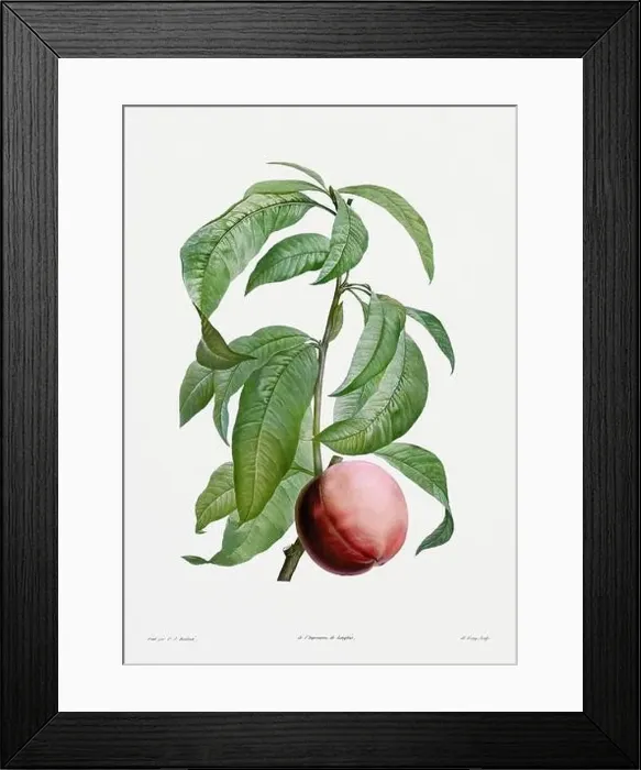 Framed Print : Vintage botanical illustration. 19th-century botanical art depicting the physiology of plants and flowers. Circa 1805 Framed Print : Vintage botanical illustration. 19th-century botanical art depicting the physiology of plants and flowers. Circa 1805