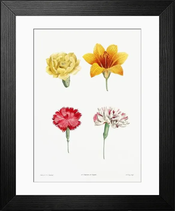 Framed Print : Vintage botanical illustration. 19th-century botanical art depicting the physiology of plants and flowers. Circa 1805 Framed Print : Vintage botanical illustration. 19th-century botanical art depicting the physiology of plants and flowers. Circa 1805
