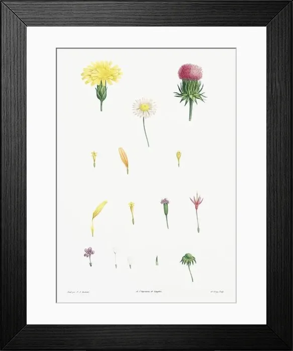 Framed Print : Vintage botanical illustration. 19th-century botanical art depicting the physiology of plants and flowers. Circa 1805 Framed Print : Vintage botanical illustration. 19th-century botanical art depicting the physiology of plants and flowers. Circa 1805