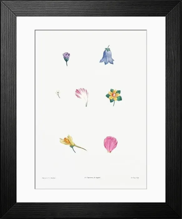 Framed Print : Vintage botanical illustration. 19th-century botanical art depicting the physiology of plants and flowers. Circa 1805 Framed Print : Vintage botanical illustration. 19th-century botanical art depicting the physiology of plants and flowers. Circa 1805