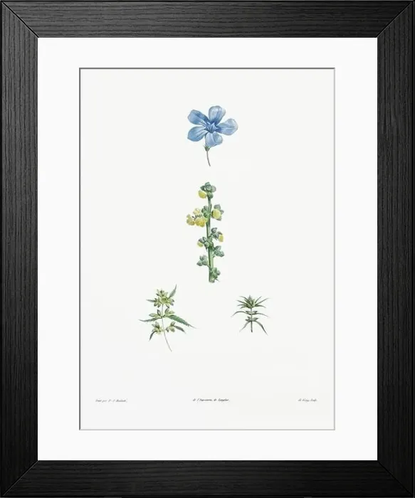 Framed Print : Vintage botanical illustration. 19th-century botanical art depicting the physiology of plants and flowers. Circa 1805 Framed Print : Vintage botanical illustration. 19th-century botanical art depicting the physiology of plants and flowers. Circa 1805