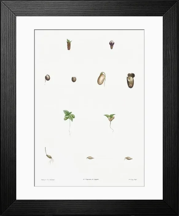 Framed Print : Vintage botanical illustration. 19th-century botanical art depicting the physiology of plants and flowers. Circa 1805 Framed Print : Vintage botanical illustration. 19th-century botanical art depicting the physiology of plants and flowers. Circa 1805