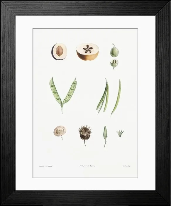 Framed Print : Vintage botanical illustration. 19th-century botanical art depicting the physiology of plants and flowers. Circa 1805 Framed Print : Vintage botanical illustration. 19th-century botanical art depicting the physiology of plants and flowers. Circa 1805