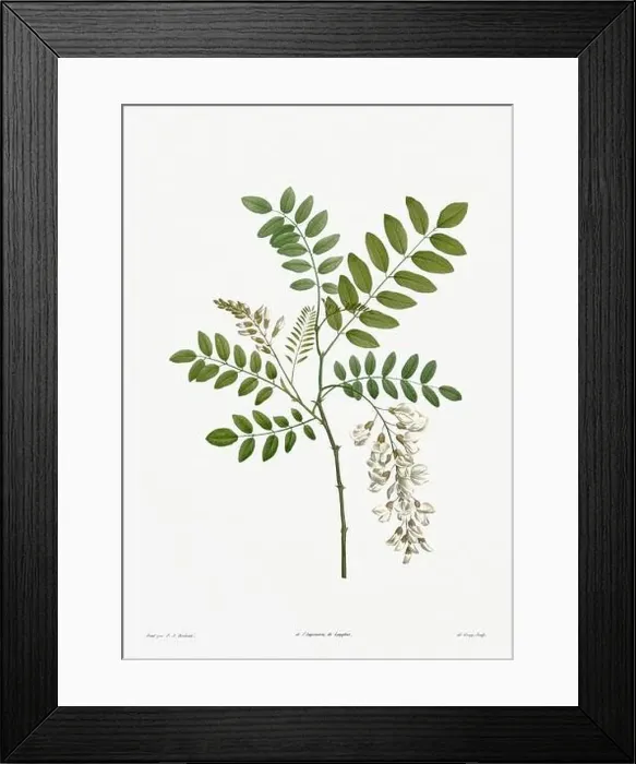 Framed Print : Vintage botanical illustration. 19th-century botanical art depicting the physiology of plants and flowers. Circa 1805 Framed Print : Vintage botanical illustration. 19th-century botanical art depicting the physiology of plants and flowers. Circa 1805