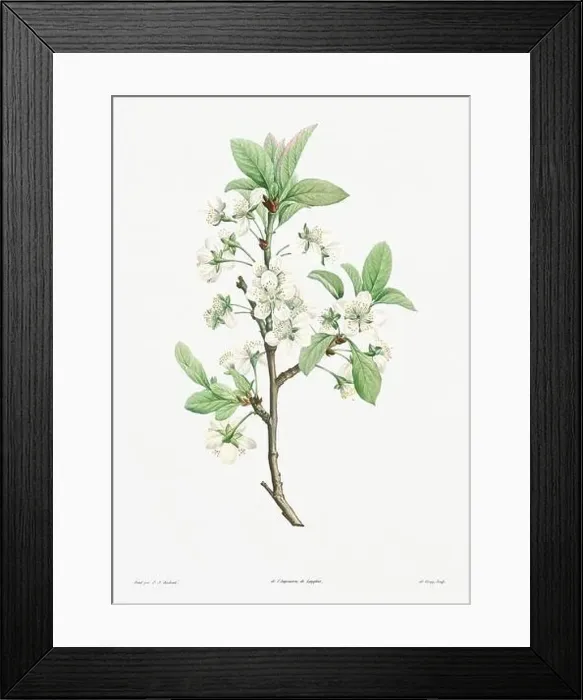 Framed Print : Vintage botanical illustration. 19th-century botanical art depicting the physiology of plants and flowers. Circa 1805 Framed Print : Vintage botanical illustration. 19th-century botanical art depicting the physiology of plants and flowers. Circa 1805