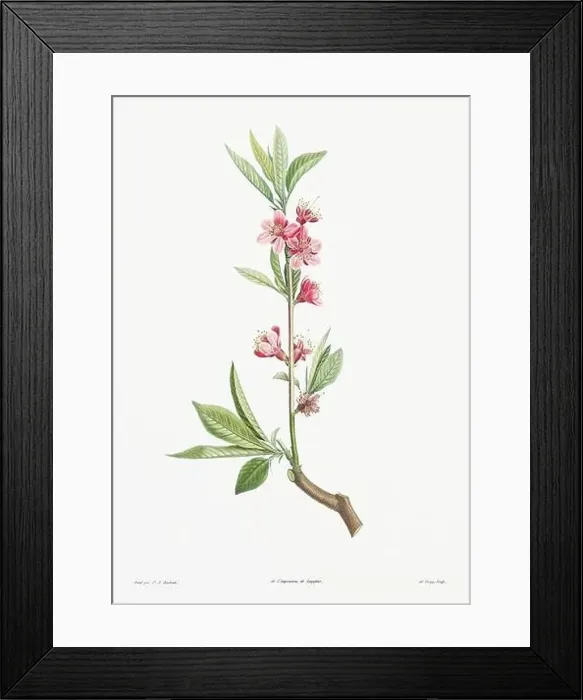 Framed Print : Vintage botanical illustration. 19th-century botanical art depicting the physiology of plants and flowers. Circa 1805 Framed Print : Vintage botanical illustration. 19th-century botanical art depicting the physiology of plants and flowers. Circa 1805
