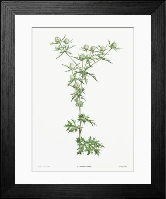 Framed Print : Vintage botanical illustration. 19th-century botanical art depicting the physiology of plants and flowers. Circa 1805 Framed Print : Vintage botanical illustration. 19th-century botanical art depicting the physiology of plants and flowers. Circa 1805