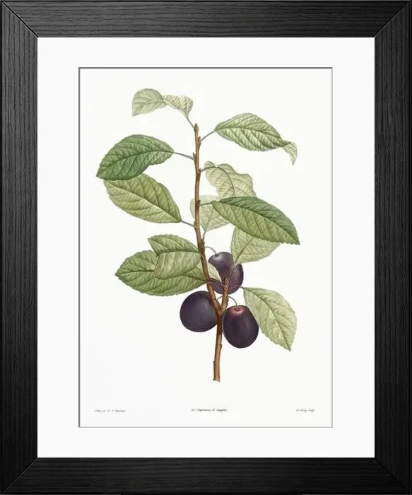 Framed Print : Vintage botanical illustration. 19th-century botanical art depicting the physiology of plants and flowers. Circa 1805 Framed Print : Vintage botanical illustration. 19th-century botanical art depicting the physiology of plants and flowers. Circa 1805