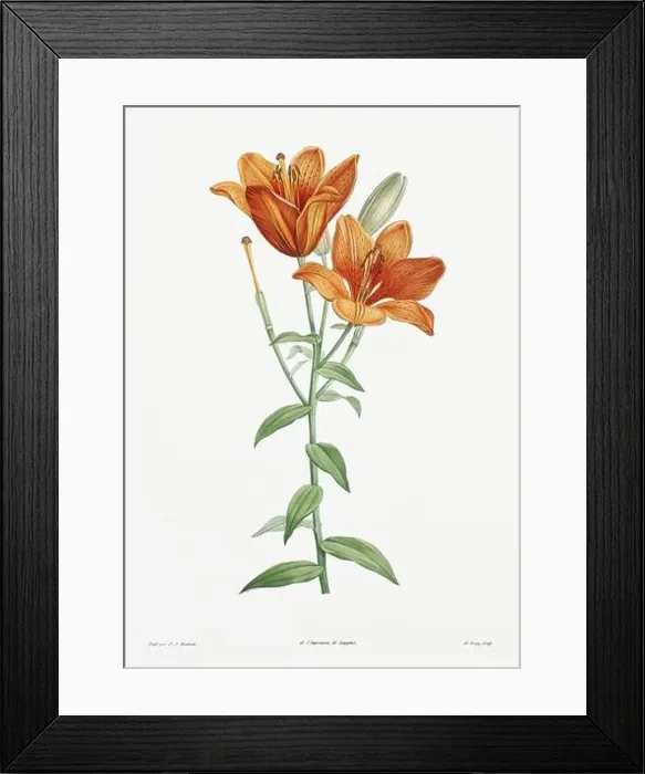 Framed Print : Vintage botanical illustration. 19th-century botanical art depicting the physiology of plants and flowers. Circa 1805 Framed Print : Vintage botanical illustration. 19th-century botanical art depicting the physiology of plants and flowers. Circa 1805