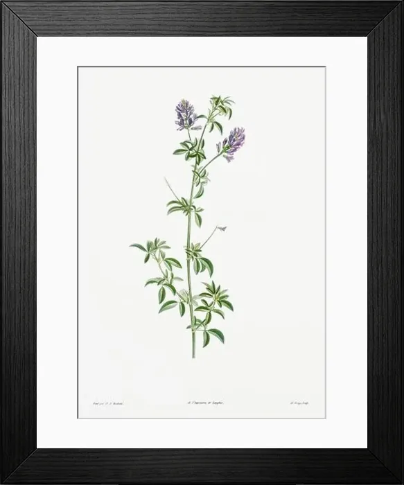 Framed Print : Vintage botanical illustration. 19th-century botanical art depicting the physiology of plants and flowers. Circa 1805 Framed Print : Vintage botanical illustration. 19th-century botanical art depicting the physiology of plants and flowers. Circa 1805