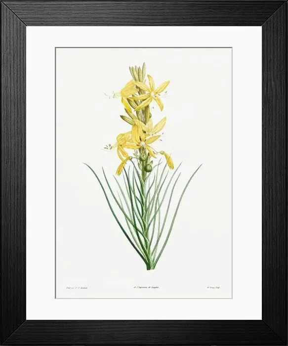 Framed Print : Vintage botanical illustration. 19th-century botanical art depicting the physiology of plants and flowers. Circa 1805 Framed Print : Vintage botanical illustration. 19th-century botanical art depicting the physiology of plants and flowers. Circa 1805