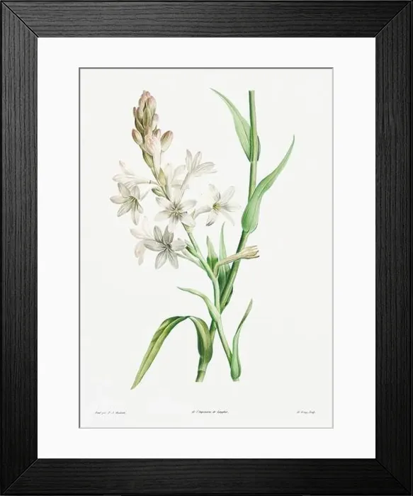 Framed Print : Vintage botanical illustration. 19th-century botanical art depicting the physiology of plants and flowers. Circa 1805 Framed Print : Vintage botanical illustration. 19th-century botanical art depicting the physiology of plants and flowers. Circa 1805
