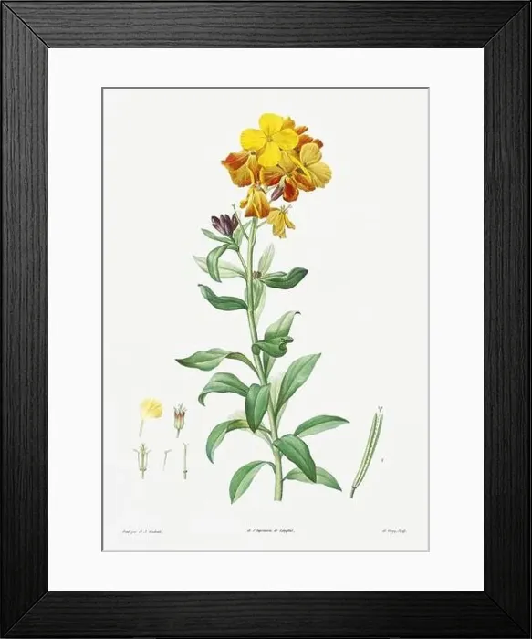 Framed Print : Vintage botanical illustration. 19th-century botanical art depicting the physiology of plants and flowers. Circa 1805 Framed Print : Vintage botanical illustration. 19th-century botanical art depicting the physiology of plants and flowers. Circa 1805