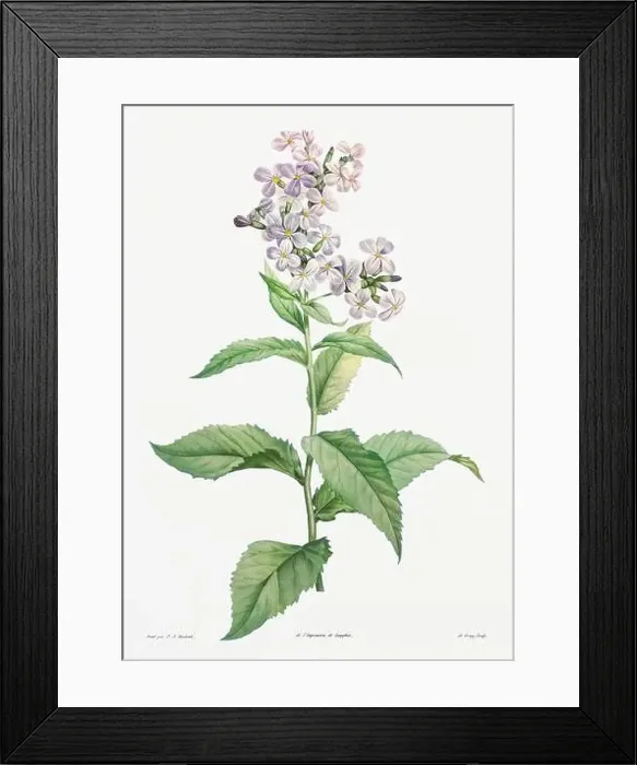 Framed Print : Vintage botanical illustration. 19th-century botanical art depicting the physiology of plants and flowers. Circa 1805 Framed Print : Vintage botanical illustration. 19th-century botanical art depicting the physiology of plants and flowers. Circa 1805