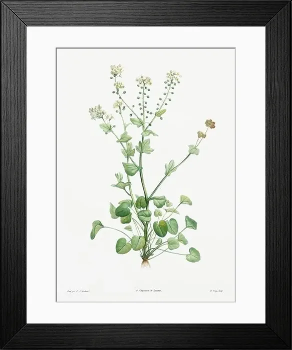 Framed Print : Vintage botanical illustration. 19th-century botanical art depicting the physiology of plants and flowers. Circa 1805 Framed Print : Vintage botanical illustration. 19th-century botanical art depicting the physiology of plants and flowers. Circa 1805