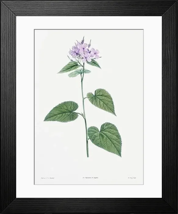 Framed Print : Vintage botanical illustration. 19th-century botanical art depicting the physiology of plants and flowers. Circa 1805 Framed Print : Vintage botanical illustration. 19th-century botanical art depicting the physiology of plants and flowers. Circa 1805