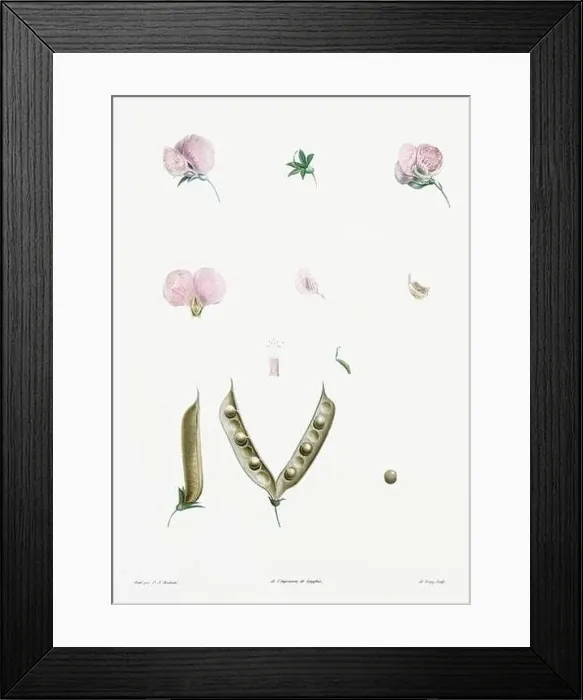 Framed Print : Vintage botanical illustration. 19th-century botanical art depicting the physiology of plants and flowers. Circa 1805 Framed Print : Vintage botanical illustration. 19th-century botanical art depicting the physiology of plants and flowers. Circa 1805