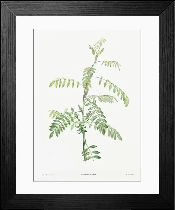 Framed Print : Vintage botanical illustration. 19th-century botanical art depicting the physiology of plants and flowers. Circa 1805 Framed Print : Vintage botanical illustration. 19th-century botanical art depicting the physiology of plants and flowers. Circa 1805