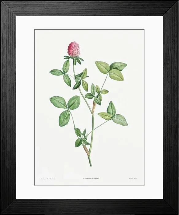 Framed Print : Vintage botanical illustration. 19th-century botanical art depicting the physiology of plants and flowers. Circa 1805 Framed Print : Vintage botanical illustration. 19th-century botanical art depicting the physiology of plants and flowers. Circa 1805