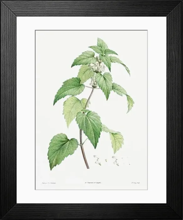 Framed Print : Vintage botanical illustration. 19th-century botanical art depicting the physiology of plants and flowers. Circa 1805 Framed Print : Vintage botanical illustration. 19th-century botanical art depicting the physiology of plants and flowers. Circa 1805