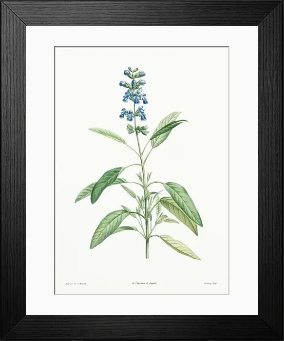 Framed Print : Vintage botanical illustration. 19th-century botanical art depicting the physiology of plants and flowers. Circa 1805 Framed Print : Vintage botanical illustration. 19th-century botanical art depicting the physiology of plants and flowers. Circa 1805