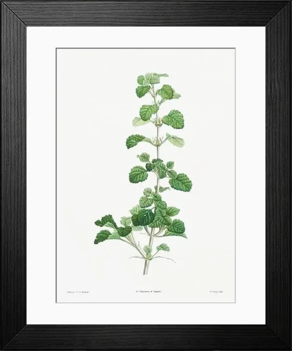 Framed Print : Vintage botanical illustration. 19th-century botanical art depicting the physiology of plants and flowers. Circa 1805 Framed Print : Vintage botanical illustration. 19th-century botanical art depicting the physiology of plants and flowers. Circa 1805