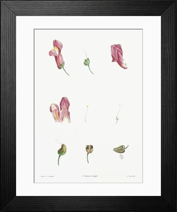 Framed Print : Vintage botanical illustration. 19th-century botanical art depicting the physiology of plants and flowers. Circa 1805 Framed Print : Vintage botanical illustration. 19th-century botanical art depicting the physiology of plants and flowers. Circa 1805