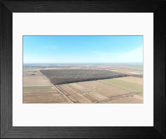Framed Print : Cihei forest Framed Print : Cihei forest
